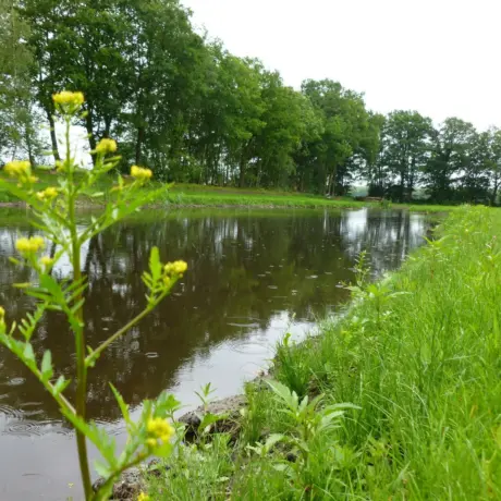 Visvijver Recreatiepark Kaps vissen op de camping